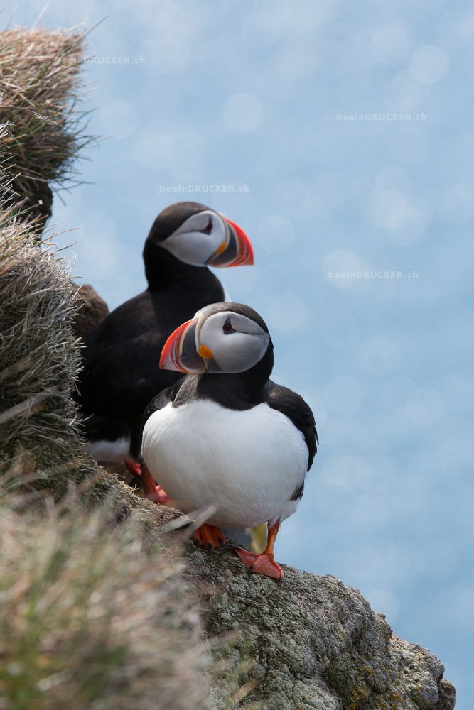 Puffin                                            