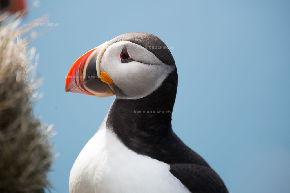 Puffin                                            