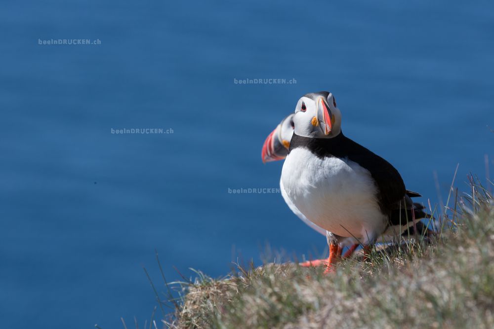 Puffin                                            