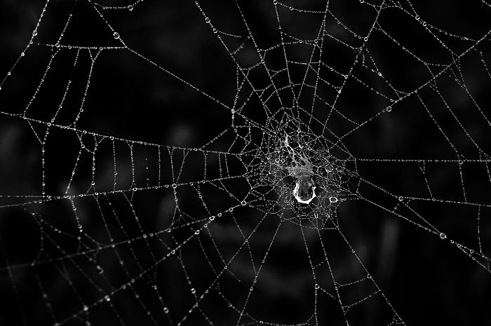 Spinnennetz                                       