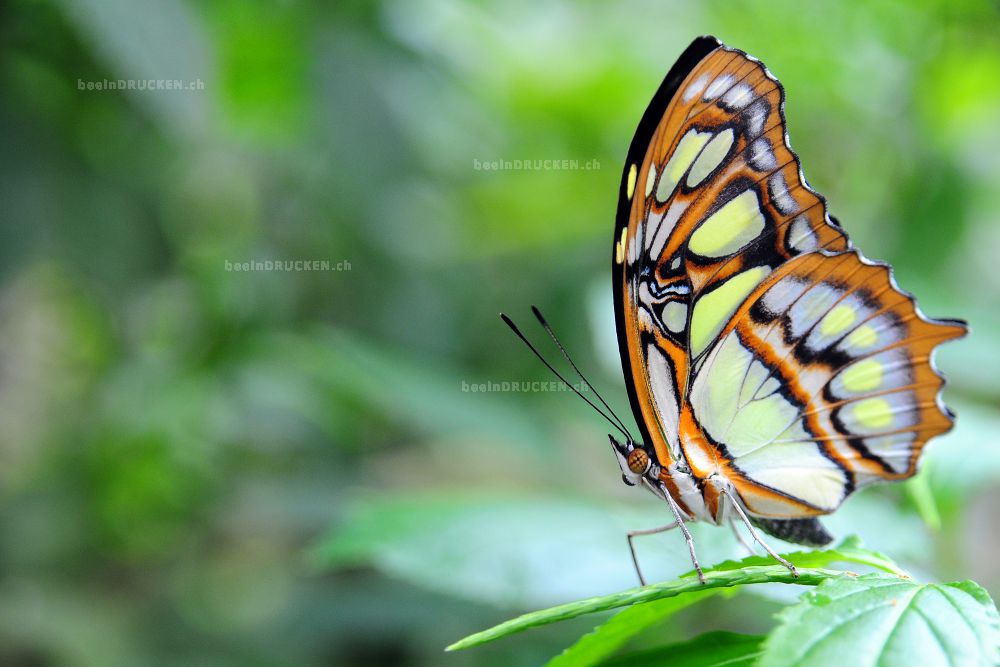 Schmetterling                                     