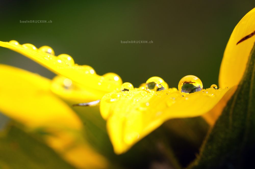 Wassertropfen auf einer Sonnenblume               