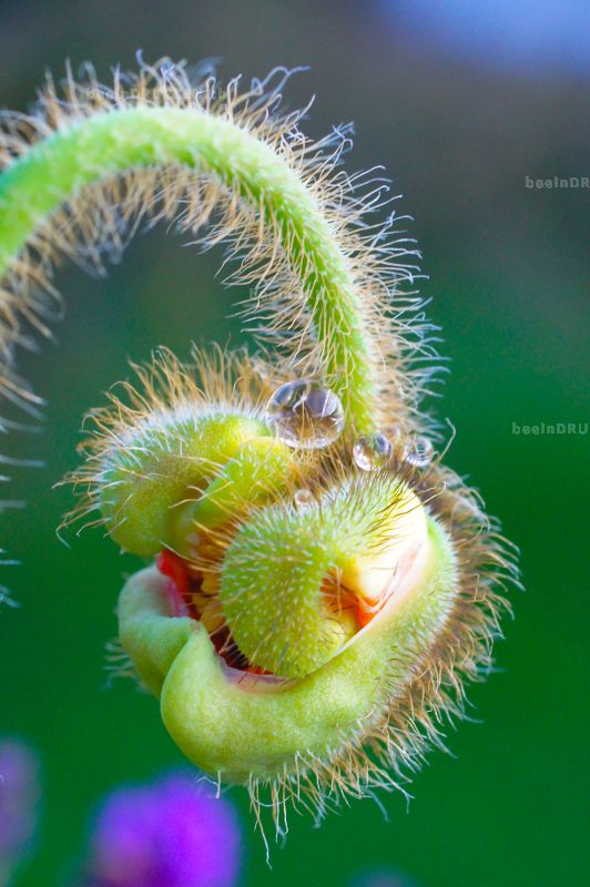 Mohnblume mit Tropfen                             