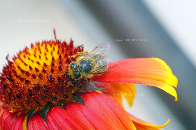 Blüte mit Biene                                   