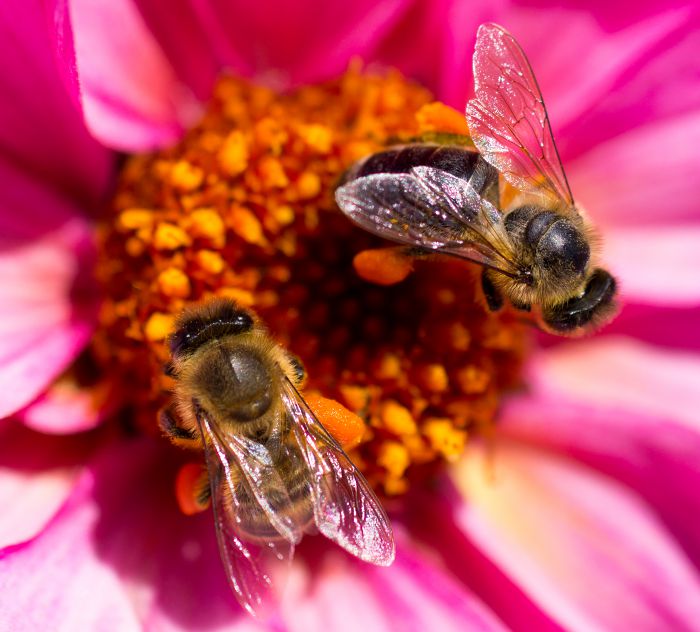 Bienen auf einer pinken Blume                     