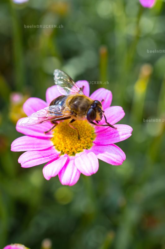 Biene auf einem rosa Gänseblümchen                