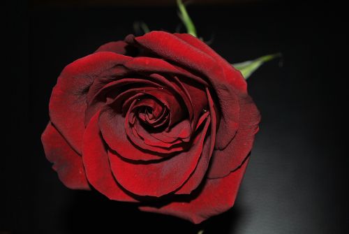 Rose                                              