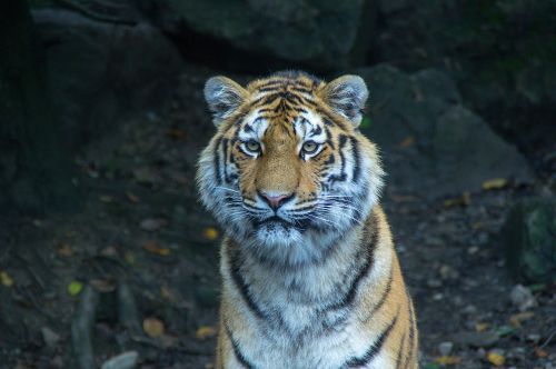 Tiger                                             