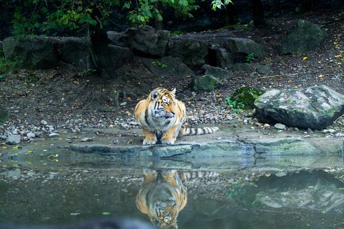 Tiger der sich im Wasser spiegelt                 