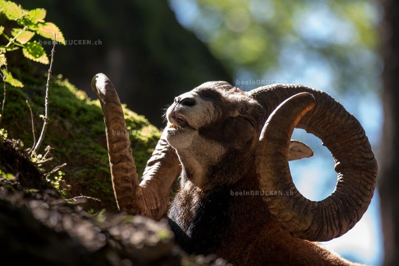 Steinbock                                         