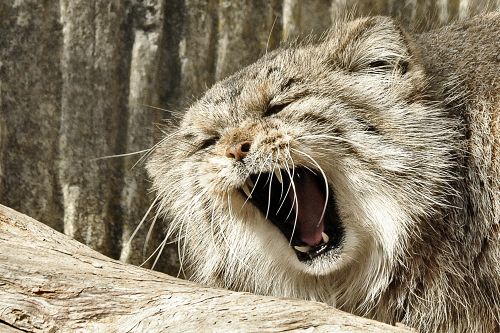 Manul                                             