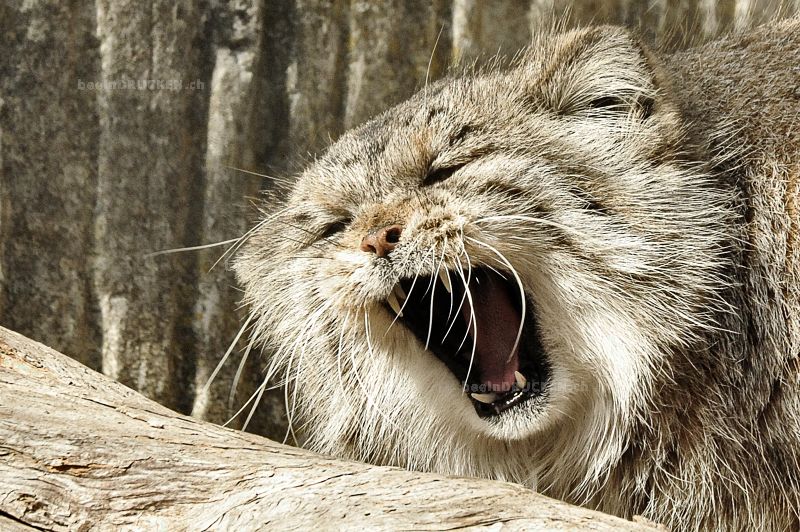 Manul                                             