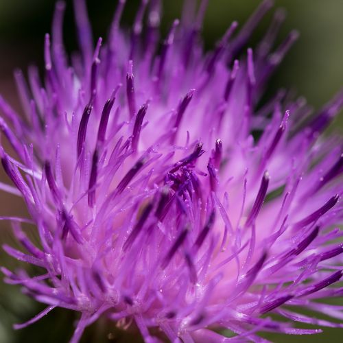 Blume Lila                                        