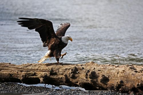 Alaskan Bald Eagle                                