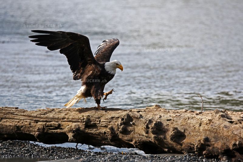 Alaskan Bald Eagle                                