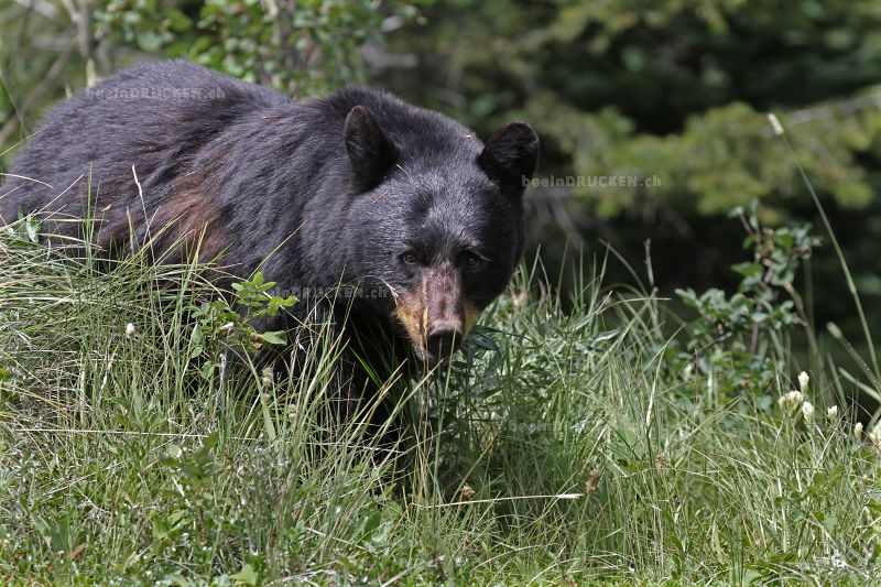 Black Bear                                        