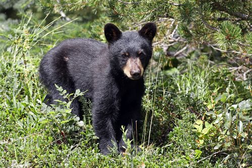 Black Bear Cub                                    