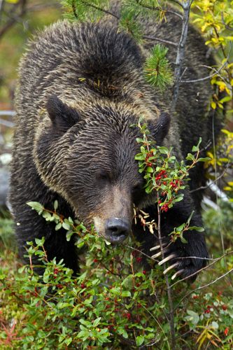 Canadian Grizzly                                  