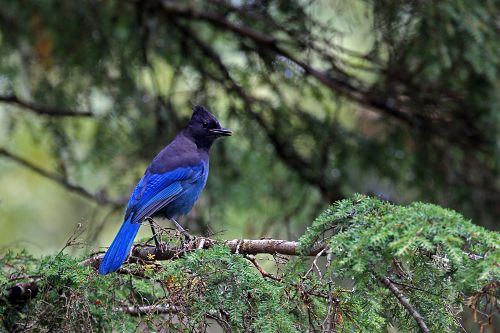 Stellers Jay                                      