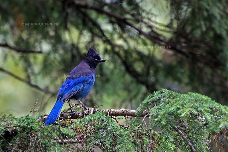 Stellers Jay                                      