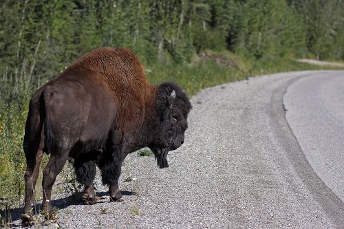 Yukon Buffalo                                     