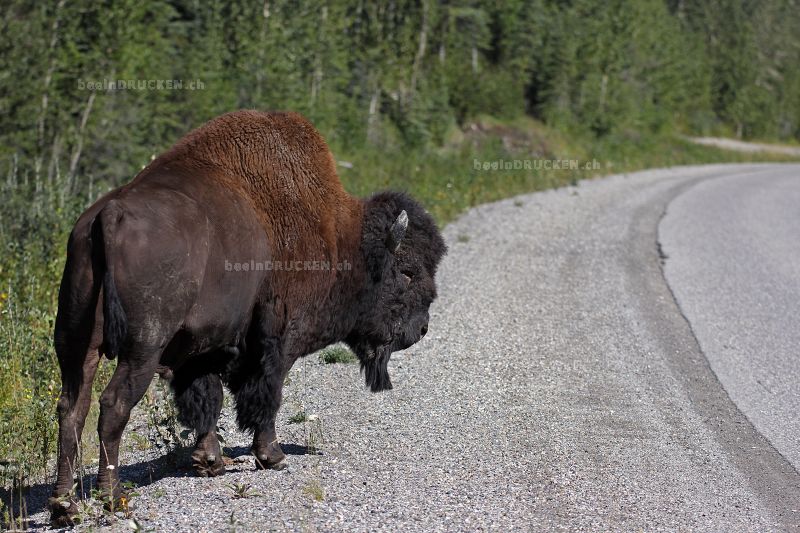 Yukon Buffalo                                     