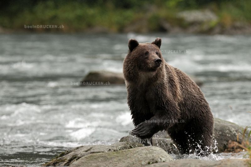 Alaskan Grizzly                                   