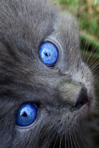 Blue Eyes                                         
