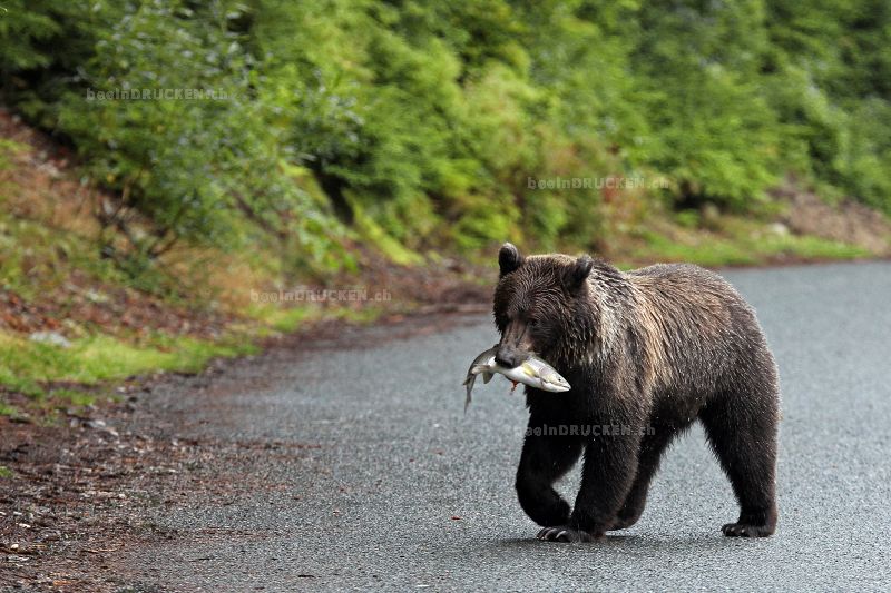 Grizzlybär mit Fisch                              