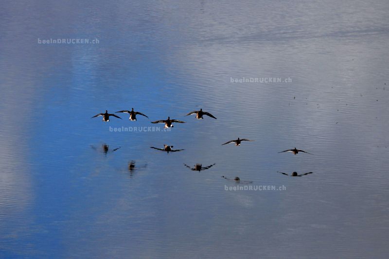 Yukon Ducks                                       