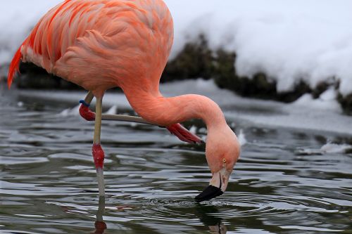 Flamingo                                          