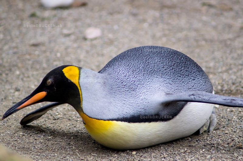 Pinguin                                           
