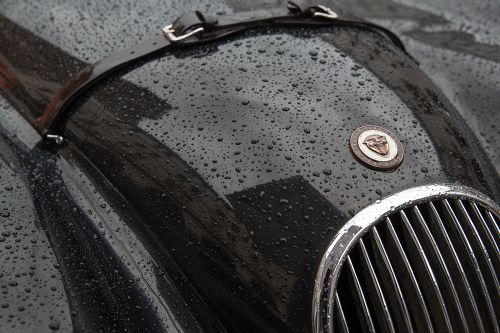 Jaguar                                            