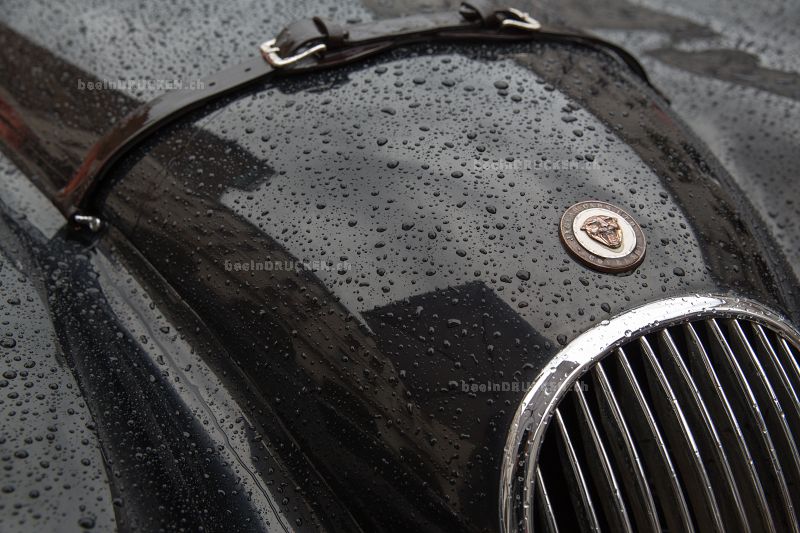 Jaguar                                            