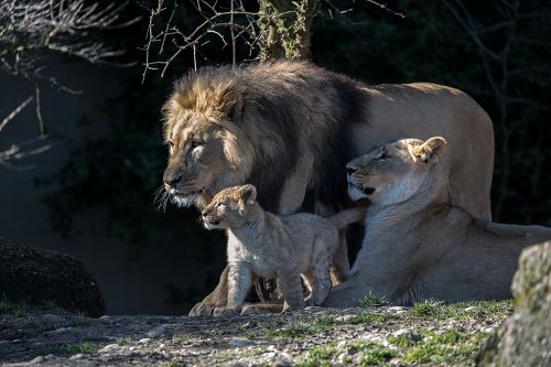 Löwenfamilie                                      