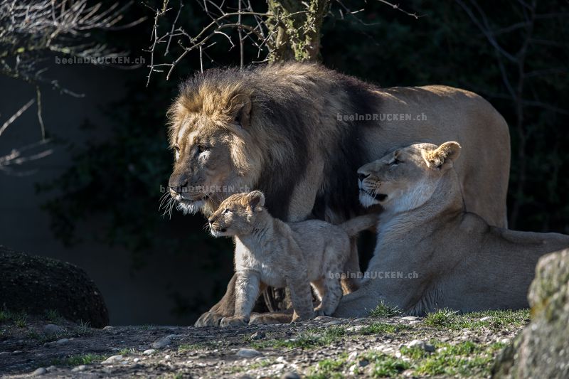 Löwenfamilie                                      