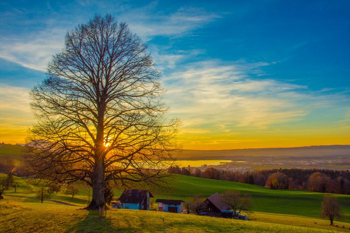 Sonnenuntergang über Zug (mit Baum)               