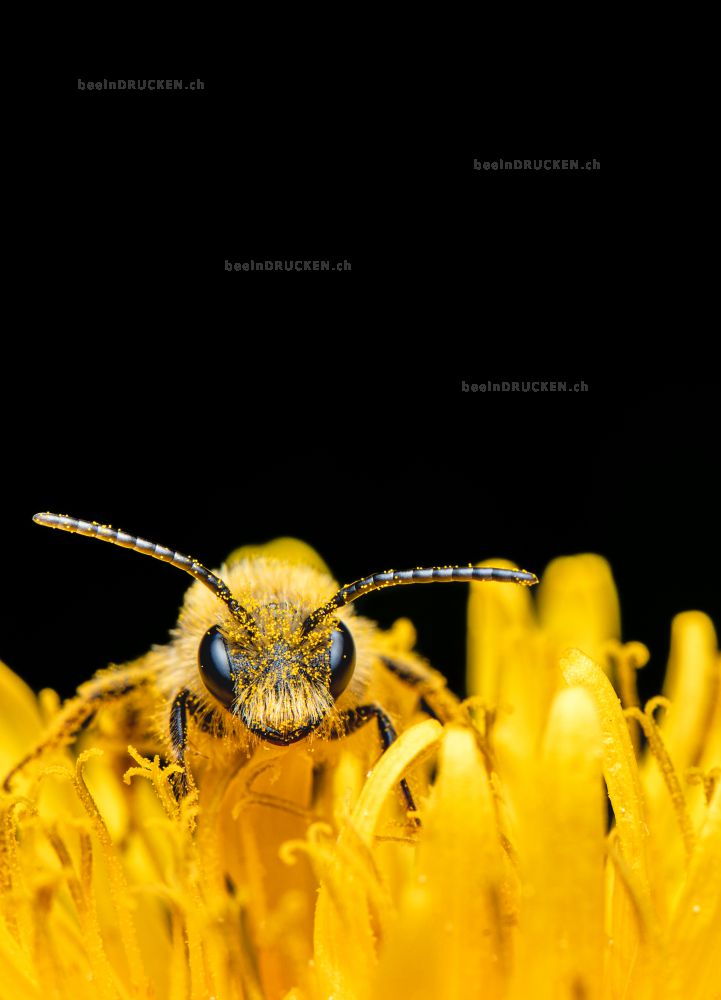 Wildbiene auf Löwenzahn                           