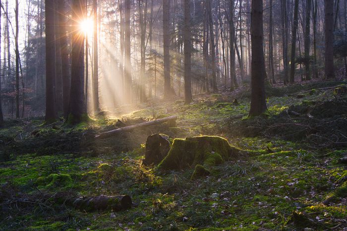 Wald bei Sonnenaufgang                            