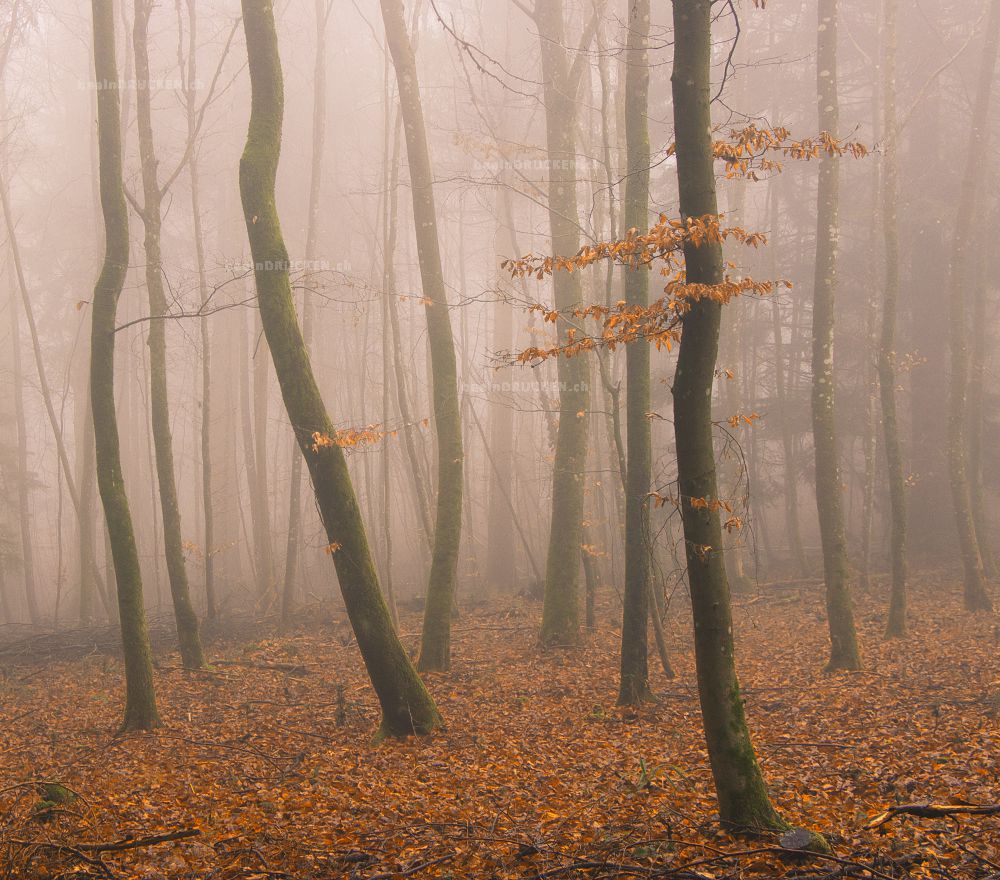 Herbstwald                                        
