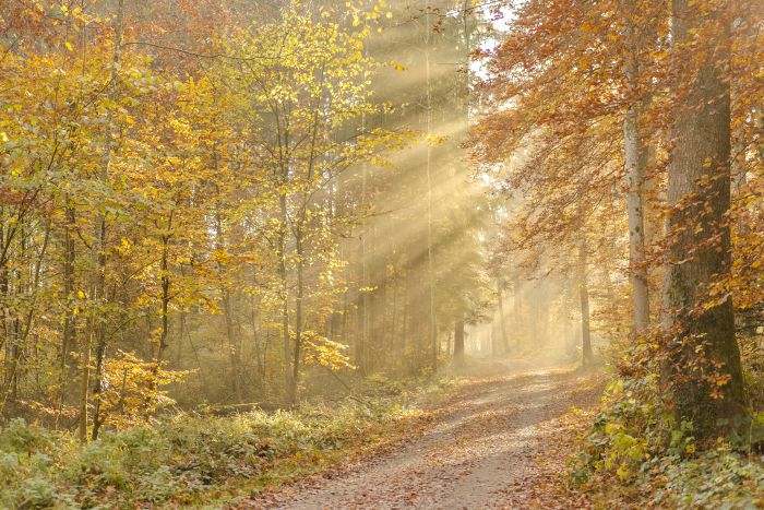 Herbstwald                                        