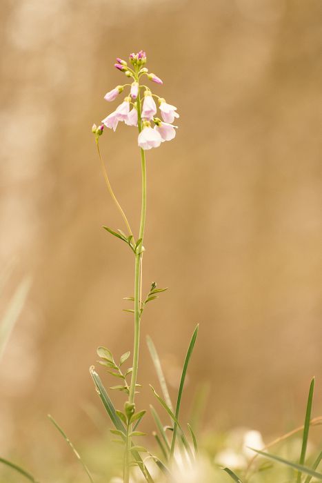 Waldblume                                         