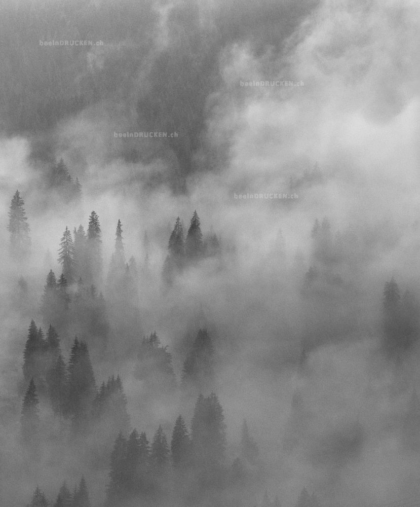 Nebel im Wald                                     