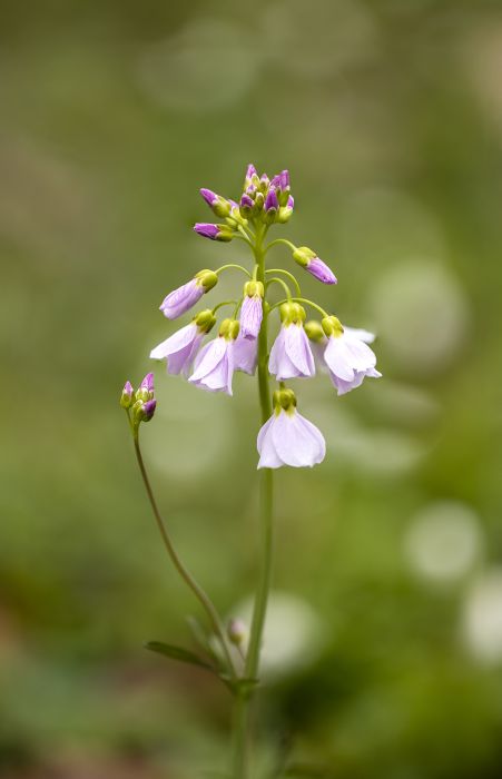 Waldblume                                         