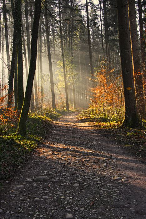 Waldweg                                           