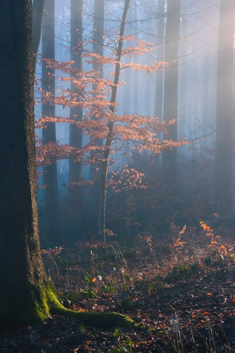 Herbstwald                                        