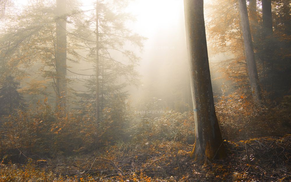 Herbstwald                                        