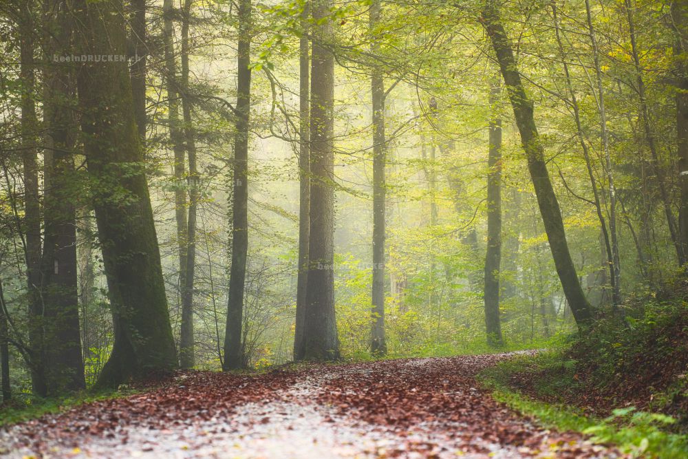 Waldlandschaft                                    