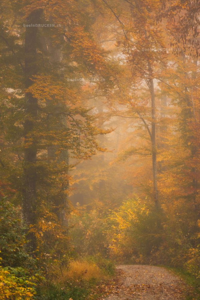 Waldlandschaft                                    