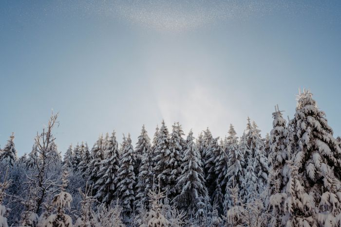 Winter Wonderland                                 